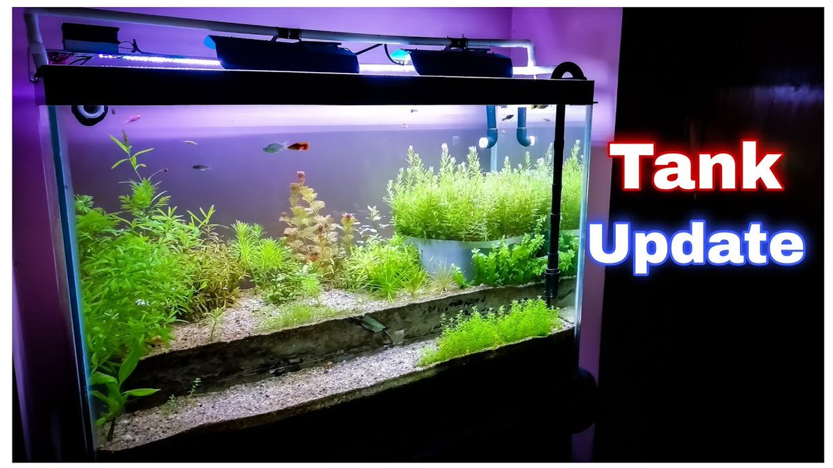 FlakeFood's tweet image. Aquariums: Planted #Aquarium Update | Micra ...
 
#50WattLed #AquariumFilter #AquariumFish #AquariumLight
 
flakefood.com/330524/aquariu…