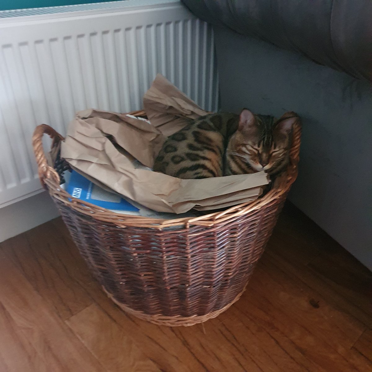 person_split's tweet image. Thank you to everyone who turned up to say hi yesterday and for the subs! Squee! No stream today as I'm gonna fix bits; but I'll be back tomorrow!! See you at 4pm GMT :-)
In the meantime - look at Rosie being a Kindling Kitty dreaming of fires for winter!

buff.ly/2L6kjgr