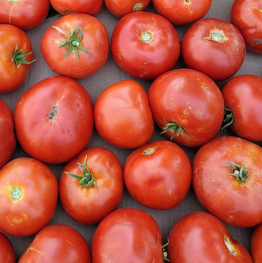 Saturday will be the last day of our summer season. We do not have sweet corn but we do have tomatoes #tomato