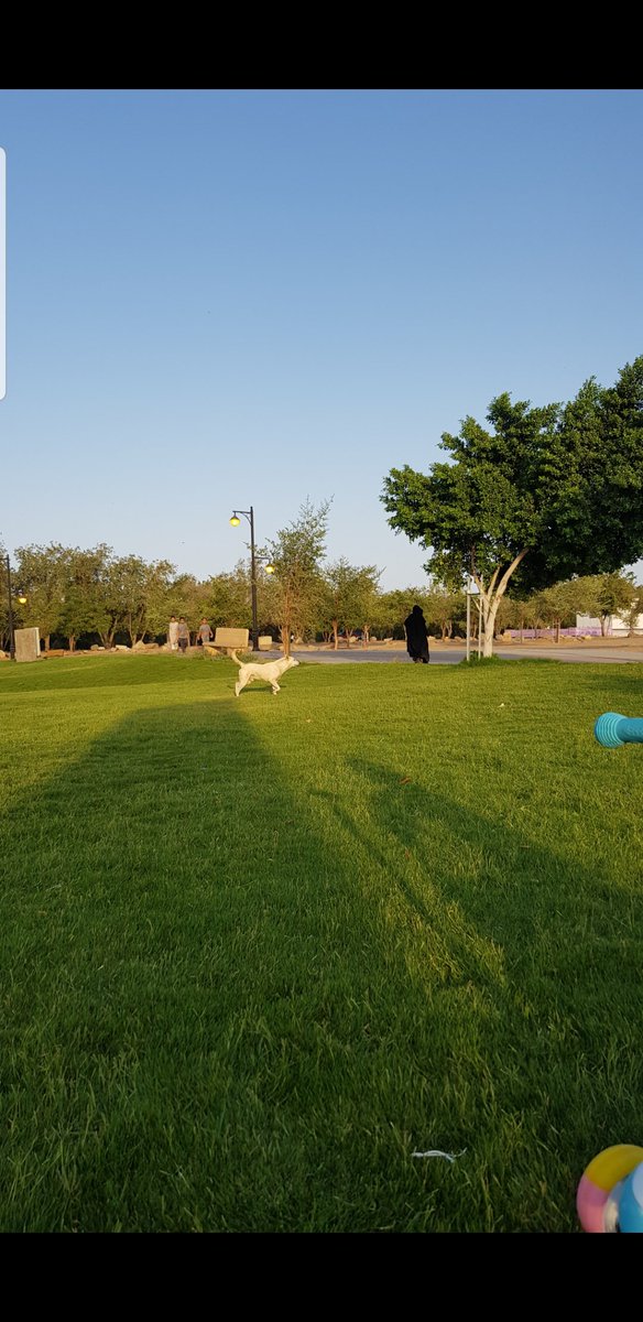 Falcon74738051's tweet photo. @NajranMunicipal @saudimomra نرجو حل مشكلة الكلاب الضالة فب غابة سقام https://t.co/EZWUOa2mgA