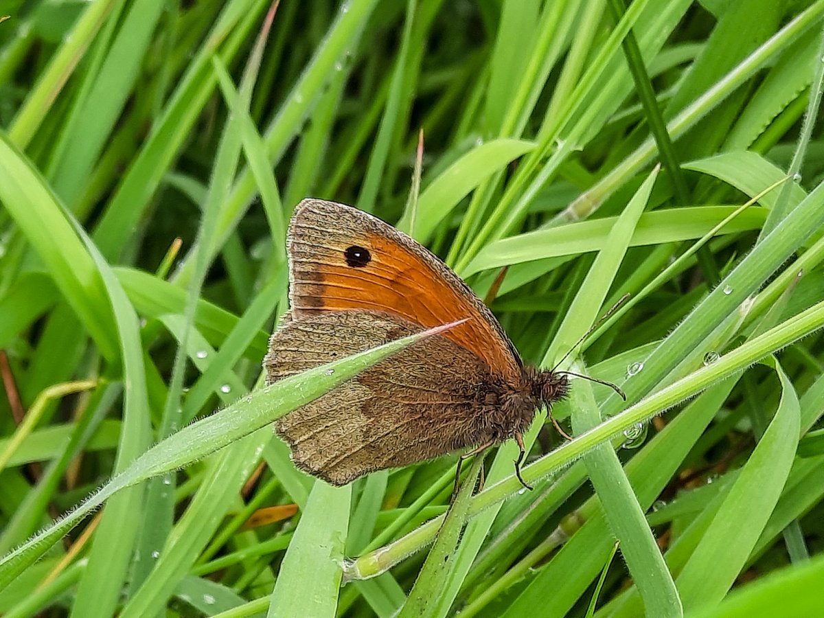 SamSuter_'s tweet photo. Enjoying making some friends in field now that the grasslands are full of wildflowers! @savebutterflies @ARC_Bytes https://t.co/6hy7WbRsKx