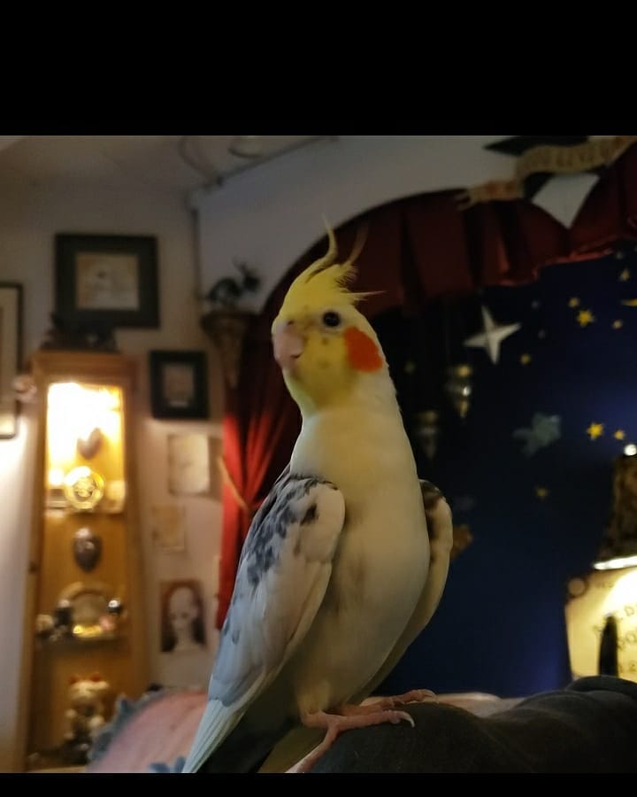 LadyGCuriosity's tweet photo. "Finally my curiosity compelled me to put the Lens up to my own eye, in spite of what I had learned. I braced myself and saw... 
Nothing. An ordinary room. The Lens did not even magnify. I turned my head,  and my pet bird…

📸 https://t.co/2vBo25qsSf via https://t.co/MpYc1ZWFhj https://t.co/ogEwZ9N5Gw