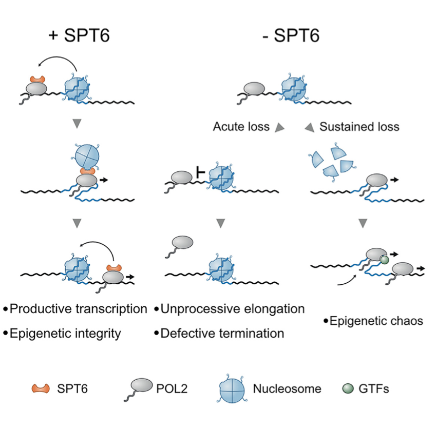 _WolfLab's tweet photo. Happy to share the latest study from our lab, led by @Pranjscripts @ashwin_narain @Pol2Runner in collaboration with @erhard_lab, now out in @MolecularCell !! Using #TPD #genomics #proteomics and #MathematicalModeling, we found dual roles of SPT6 in #transcription 🧵 https://t.co/Mp9v2qzacs
