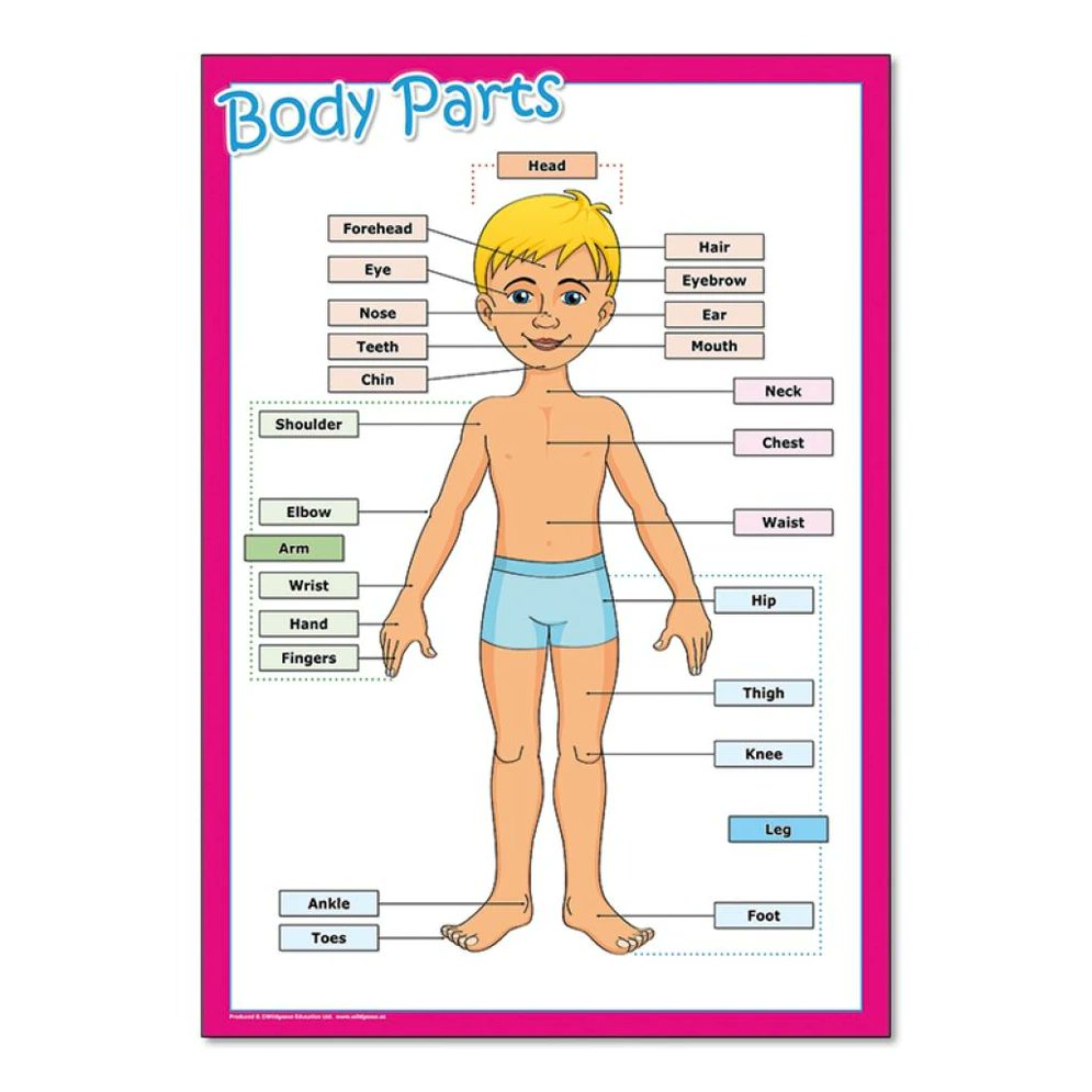 Body Parts poster
SC1124

£8.50
ex. VAT

A large poster for young children, featuring a comprehensive guide to the parts of the body. The parts are named and labelled.

wildgoose.education/human-body/bod…

#ks1resources #ks1resources #primaryclassroomresources