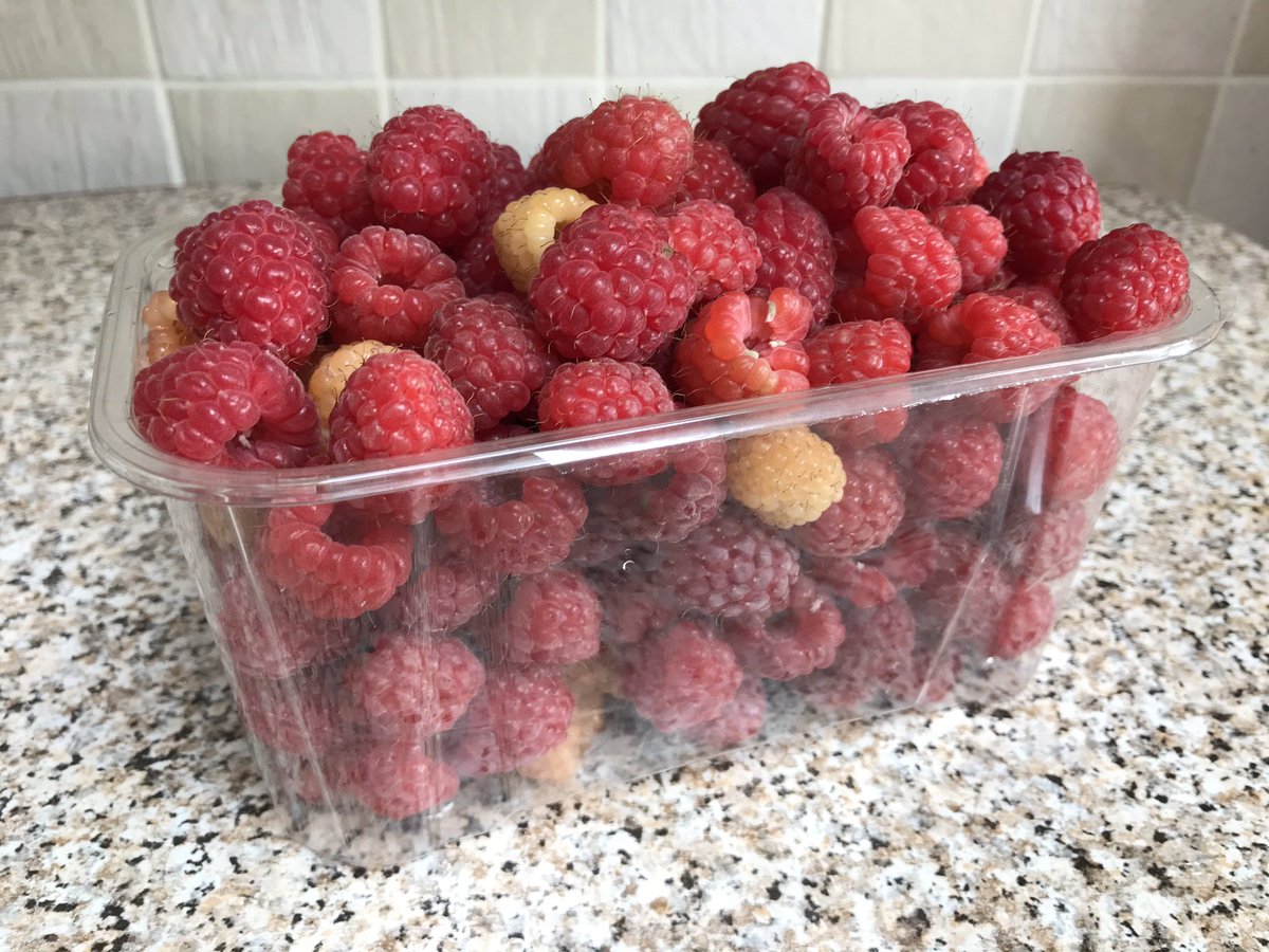 Today’s crop... a kilo of raspberries 
#allotment 
#allotmentUK
#allotmentgardens