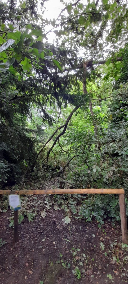 The Major Oak conveniently dropped a large branch behind a sign warning of that risk. #southwarknature <a href="/TCVtweets/">The Conservation Volunteers (TCV)</a>
