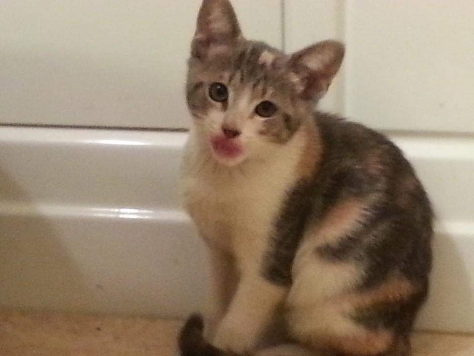 JPorkchop's tweet photo. Happy tongue out Tuesday! #CatsofTwittter #calicokittens https://t.co/08GkPRmNO5
