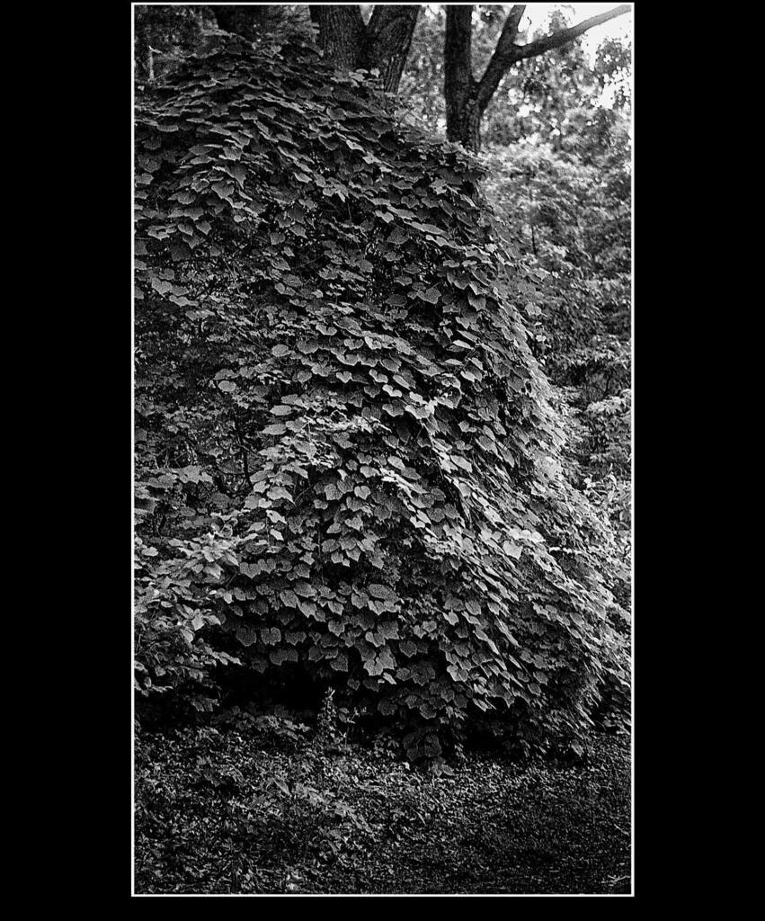 _GentleGentile's tweet photo. Enveloped

#oakopeningsmetropark 
#igers_nwohio 
#ilfordphoto 
#ilfordhp5 
@ilfordphoto 
#pyrocathd
#helios_44_2 https://t.co/tI0eMPUme2 https://t.co/Sin7eMDK96
