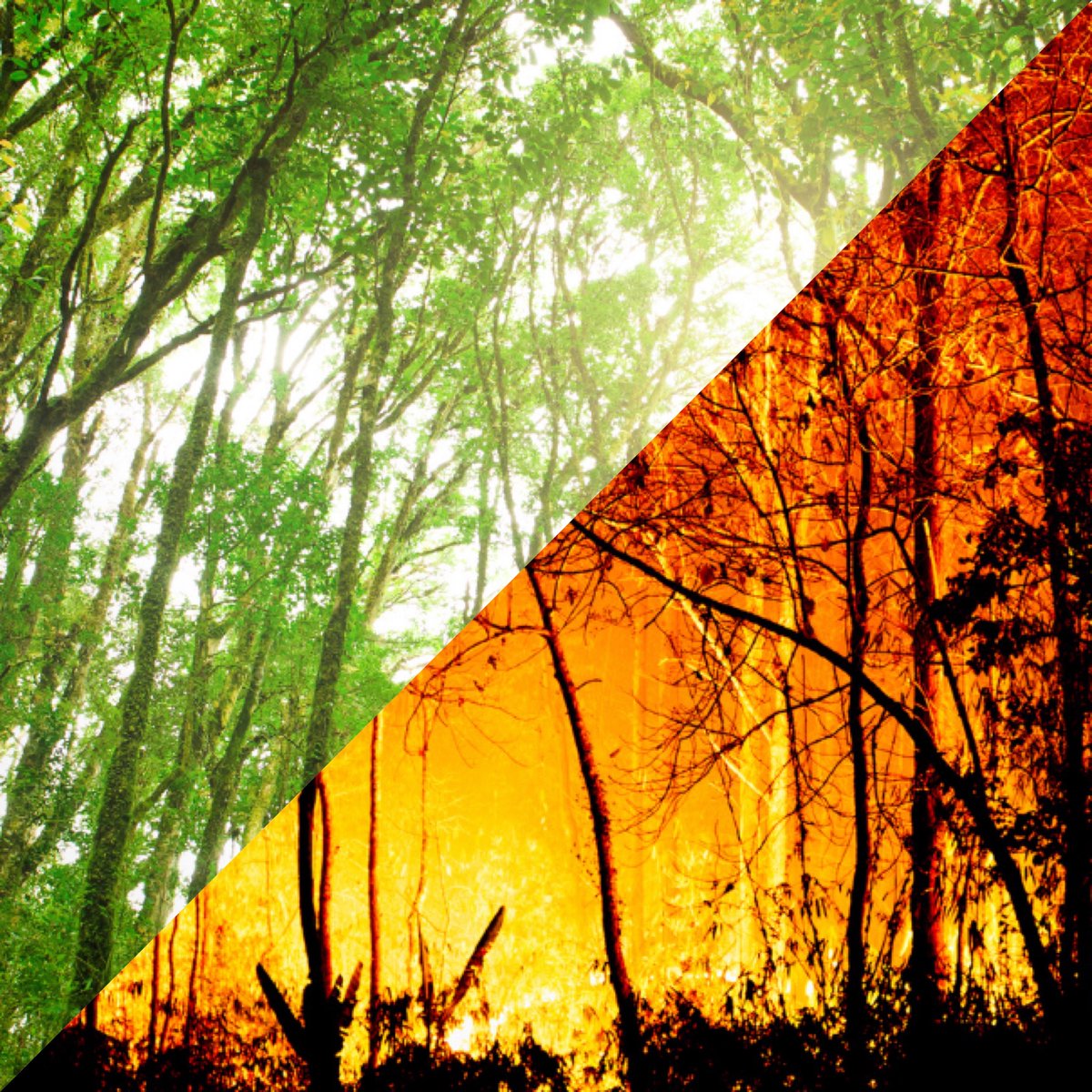 'Biodiversity is not something we need to protect just because of the beauty of it or some kind of moral responsibility from one species to another. Biodiversity is the toolbox of the functioning of our societies'
—@Jrockstrom in @OurPlanet feat. <a href="/IPBES/">ipbes</a> now on @Netflix
🌎🌿🌍🐞🌏