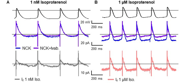 cathy proenza (@cathyproenza) on Twitter photo Our new paper is out! It answers longstanding questions about how the funny current If contributes to cardiac pacemaking by showing that it is persistently active. @ColinPetersPhD <a href="/ele_grandi_/">Ele Grandi</a> <a href="/MorottiLab/">Stefano Morotti</a> <a href="/GantzStephanie/">Stephanie Gantz</a>
pnas.org/content/118/28… Our new paper is out! It answers longstanding questions about how the funny current If contributes to cardiac pacemaking by showing that it is persistently active. @ColinPetersPhD <a href="/ele_grandi_/">Ele Grandi</a> <a href="/MorottiLab/">Stefano Morotti</a> <a href="/GantzStephanie/">Stephanie Gantz</a>
pnas.org/content/118/28…