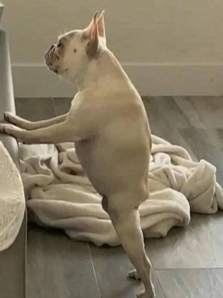 ChadLJordan's tweet image. Here is Dave’s spirit animal