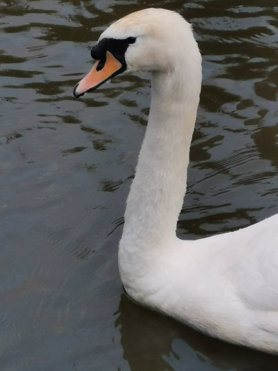ecierif's tweet photo. Lovely evening walk https://t.co/qq7QtzLny6