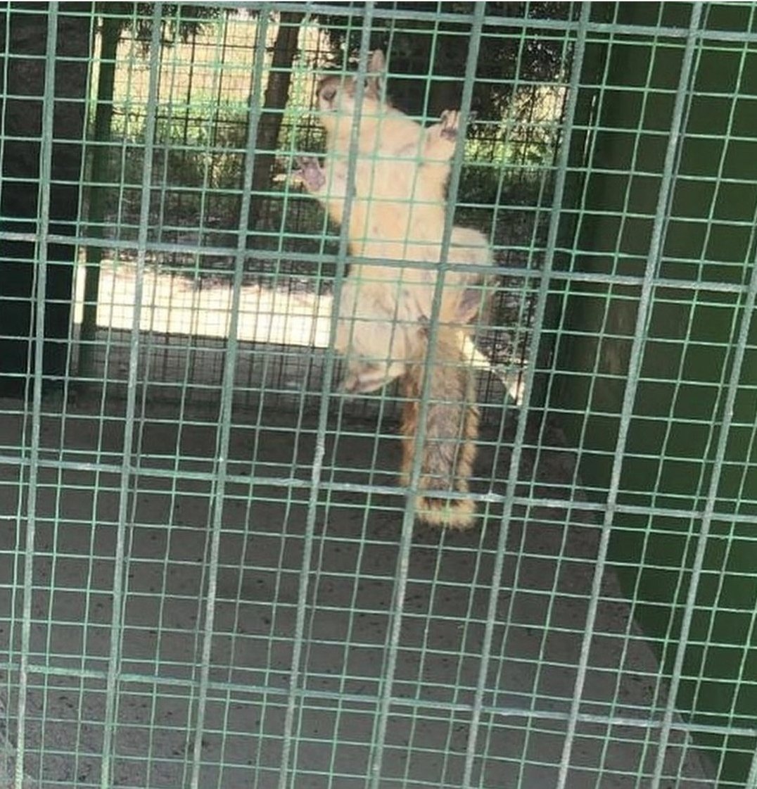 . @MilliParklar,@kom Silivri'de,yasadışı ülkeye sokulan 3 alpaka,2 rakun,1 emodevekuşu,4 coati,2 sincap ele geçirdi. 
17400tl ceza kesildi. Sincaplar doğa bırakıldı. Diğerleri Gaziantep Hayvanat Bahçesine gönderildi. Bu tür olayları @MilliParklar_D yada @kom'a şikayet edin.