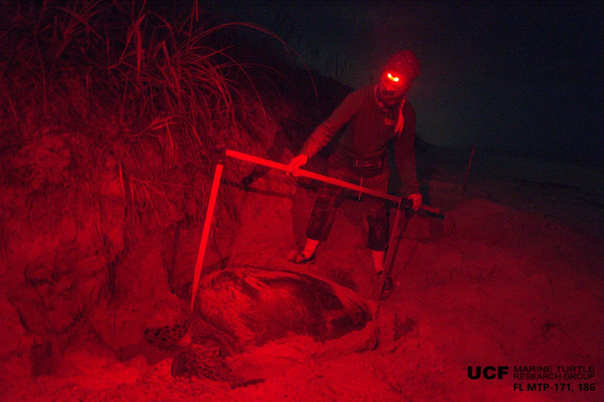 SeaKatrina's tweet image. Study made possible by 37 years of #UCFTurtleLab grad students, interns, &amp;amp; staff out measuring and tagging sea turtles every night during the summer months. 

📷: measuring the straight carapace length of a green turtle. Photo by G. Stahelin
#seaturtle #fieldwork #longtermdataset