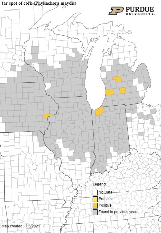 Darcy Telenko (@dtelenko) on Twitter photo Time to start scouting for foliar diseases. We have confirmed low incidence of tar spot in both Porter and LaPorte counties, Indiana. extension.purdue.edu/fieldcroppatho… <a href="/badgercropdoc/">Damon L. Smith</a> <a href="/MartinChilvers1/">Martin Chilvers</a> <a href="/alisonrISU/">Alison Robertson</a> <a href="/AlbertTenuta/">Albert Tenuta</a> <a href="/kmbiss/">Kaitlyn Bissonnette</a> #tarspot #CDWG Time to start scouting for foliar diseases. We have confirmed low incidence of tar spot in both Porter and LaPorte counties, Indiana. extension.purdue.edu/fieldcroppatho… <a href="/badgercropdoc/">Damon L. Smith</a> <a href="/MartinChilvers1/">Martin Chilvers</a> <a href="/alisonrISU/">Alison Robertson</a> <a href="/AlbertTenuta/">Albert Tenuta</a> <a href="/kmbiss/">Kaitlyn Bissonnette</a> #tarspot #CDWG