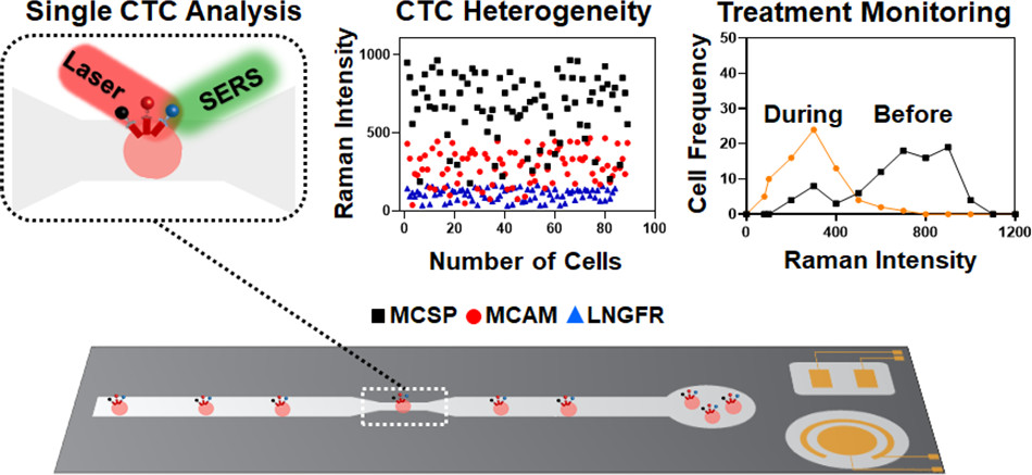 ACS Nano (@acsnano) on Twitter photo Circulating tumor cell heterogeneity during treatment bit.ly/3dPyaTU <a href="/acsnano/">ACS Nano</a> from Abu Ali Ibn Sina & Matt Trau <a href="/AIBNatUQ/">AIBN Research</a> <a href="/UQ_News/">UQ News</a> /PSW <a href="/PSWnano/">Paul Weiss</a> #nano #cancer #chemotherapy #CTC #proteomics Circulating tumor cell heterogeneity during treatment bit.ly/3dPyaTU <a href="/acsnano/">ACS Nano</a> from Abu Ali Ibn Sina & Matt Trau <a href="/AIBNatUQ/">AIBN Research</a> <a href="/UQ_News/">UQ News</a> /PSW <a href="/PSWnano/">Paul Weiss</a> #nano #cancer #chemotherapy #CTC #proteomics