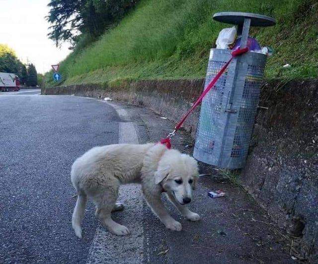 secouraerika's tweet photo. Quand tu abandonnes un chien parce qu'il ne te sert plus,
Tu apprends à tes descendants quoi faire de toi quand tu seras vieux. https://t.co/DvE3Oiaoym