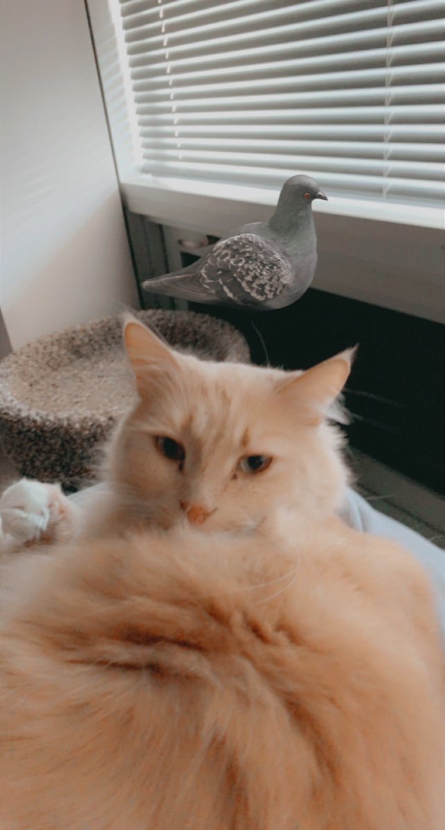 I LOVE using snapchat filters on Arthur