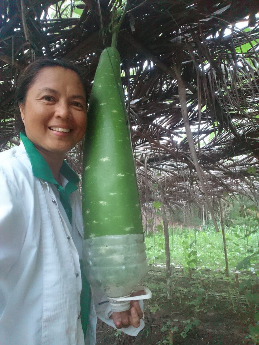 agriculturemb's tweet photo. In three years, a Manobo-owned coconut farm has recovered from deforestation and is now a thriving farm business
Full story: https://t.co/EfxDs2nQxp
#Manobo #coconutplantation #organicfarming #Philippines #agriculture https://t.co/OSpBH3S12v