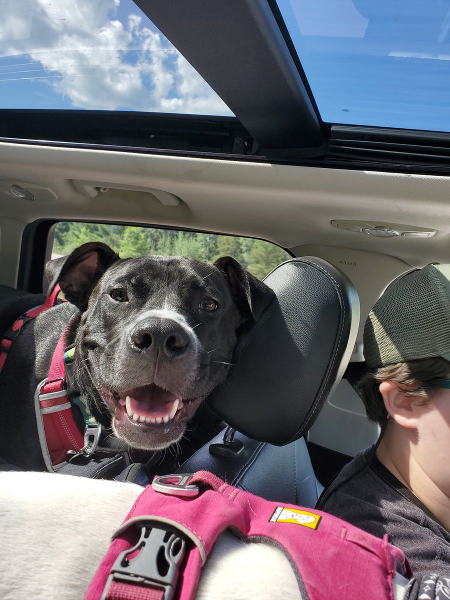 HaydenSwonger's tweet photo. These camping pictures with Duke, Juni, and Rachel are just 🤌 https://t.co/itWCO3ujtx