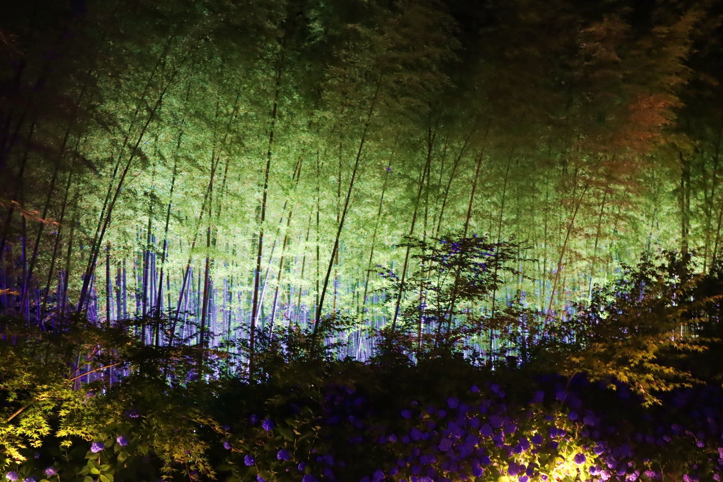 雲昌寺紫陽花 Twitter Search Twitter