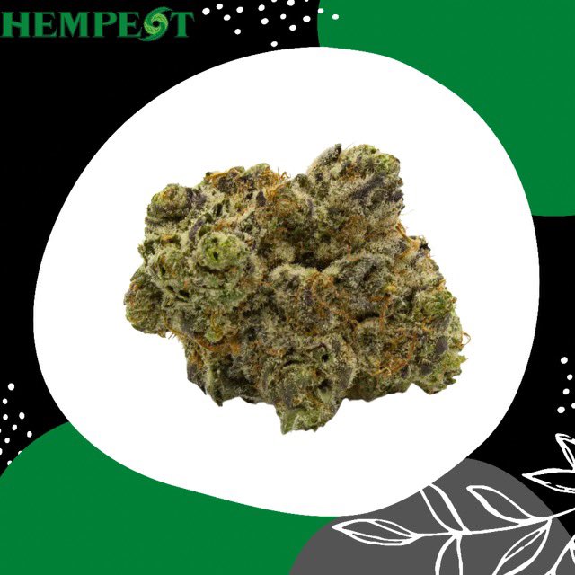 A classic. 🔥

Afghani Purps is a true indica that will leave you with full body relaxation with its earthy and floral fruits. 🌿