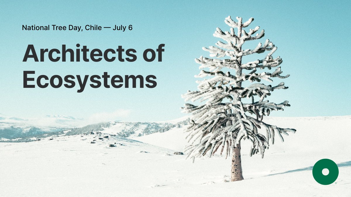 Trees are an intrinsic part of the delicate biological balance of our planet. From the majestic pewen to the formidable len. Today more than ever we must protect these endemic treasures. 🌳🌲 #NationalTreeDayChile