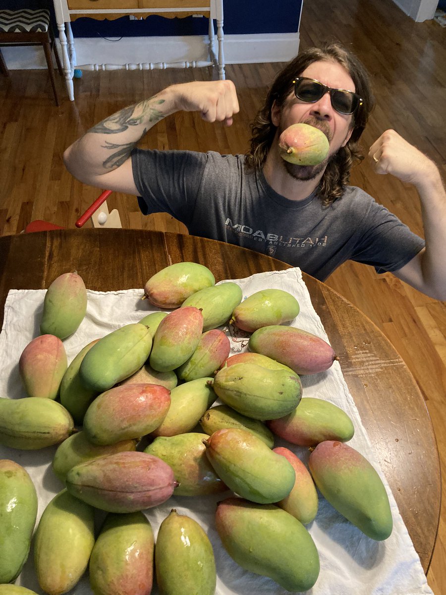 Ckiahtipes's tweet photo. I would have waited a bit longer, but Elsa forced me to harvest a little early. #mangolife https://t.co/ZgmA94bWBy