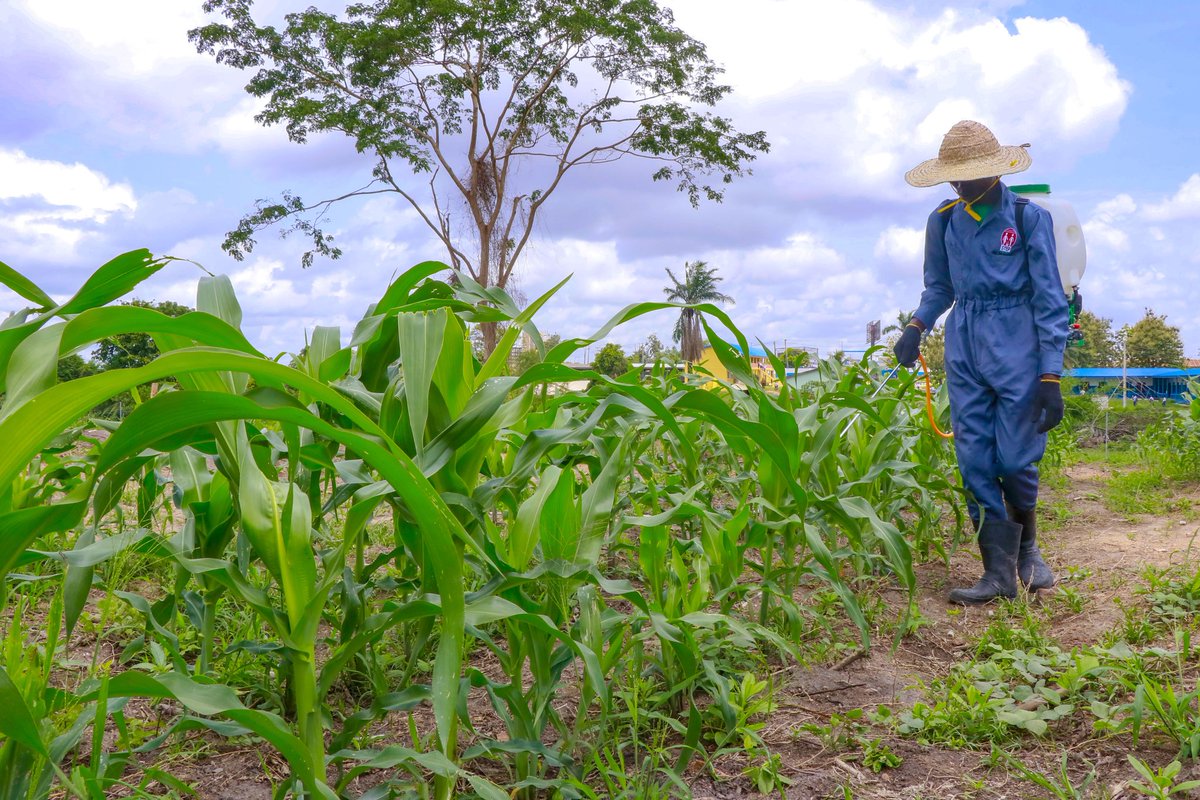 step_iita's tweet photo. With access to continuous agribusiness trainings, hands-on practicals and study materials, these students can fight hunger/food insecurity and the powerlessness for the poor to access resources to feed themselves will be reduced.
#STEP #STEPStudents
@oyostategovt @IITA_CGIAR https://t.co/OzaiCdzcwH