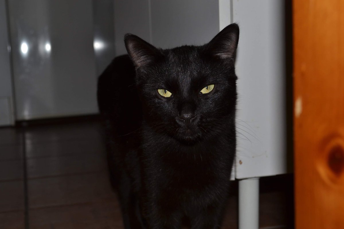 rotcivmo's tweet photo. mettez une photo de votre animal de compagnie et de la référence de son nom 🥺

je commence : https://t.co/fMzrCU1OuD