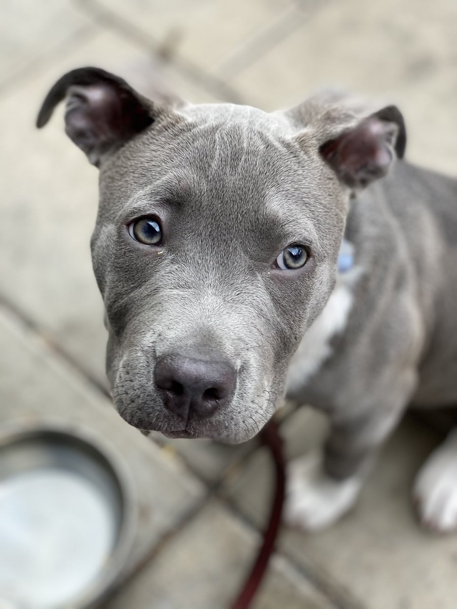VulcRevenant's tweet photo. Zahara loved this weekend #Pitbullarmy #pitdad #furbaby #pitpuppy #bluenose https://t.co/IOcnpWsoGn