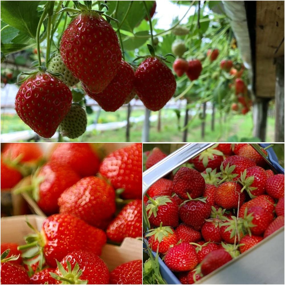 It's Peak Strawberry Time! Now is the time to get that bulk jam pick done. Our strawberries are currently at the height of their deliciousness, they don’t get any sweeter than right now. Pop to the tunnels and get picking!
