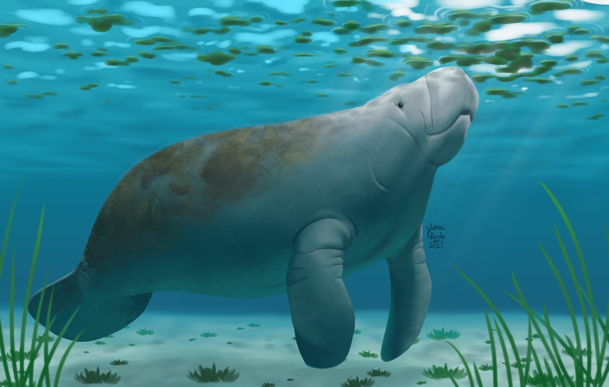 VetrinaNicole's tweet photo. The Curious Manatee 🌿 #faunafocus #digitalart https://t.co/wVpc05stCg