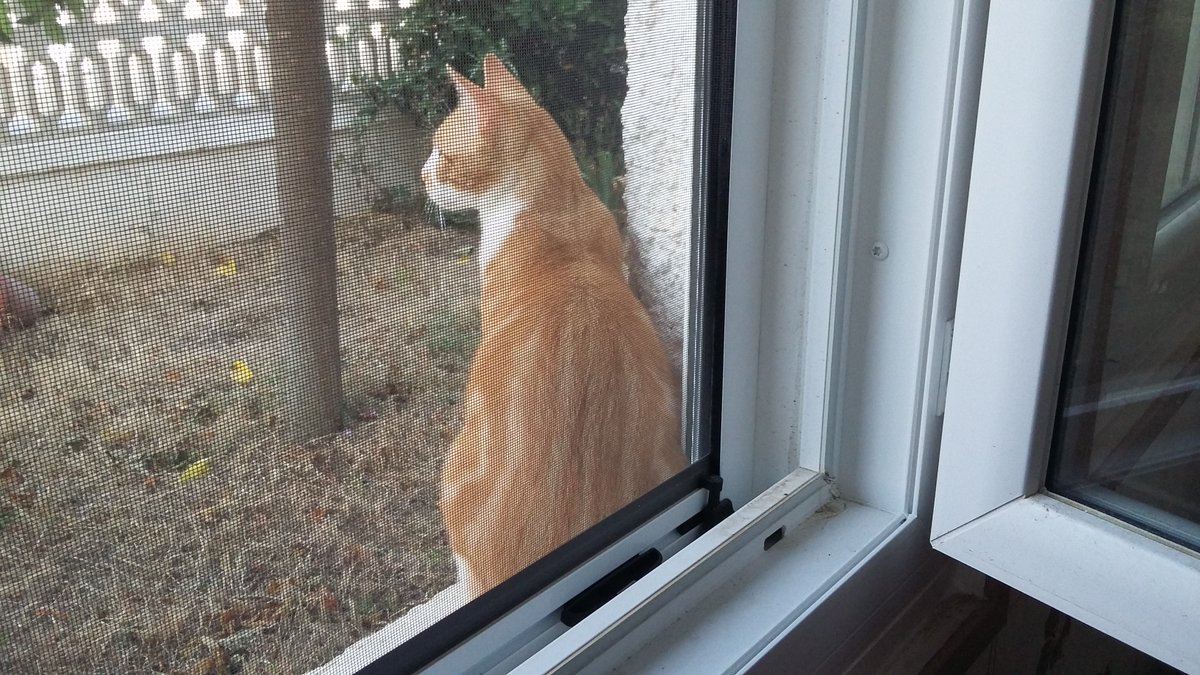 cathmaf's tweet photo. Mon chat de garde https://t.co/aaQxh4oLyy