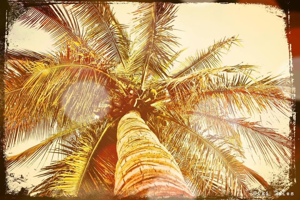 TikiTales's tweet photo. Coconuts fresh from the tree 😋 https://t.co/FXc6UY5Kvh