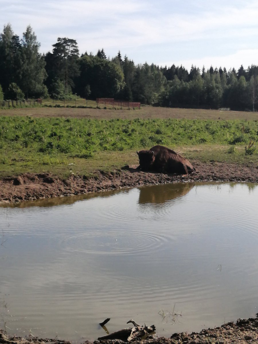 VictoriaArt09's tweet photo. Bison.
https://t.co/80jiohtuhJ
#bison #animals #animalphotography #animalslover #landscape #photooftheday #photo #life #nature #NaturePhotography #victoriaart9 #VictoriaArt09 #VictoriaArt #paintingswoldartist #catsand1dog #photosnature_victoria #summerday #summerlook #summertim https://t.co/L4jP7CBoJr