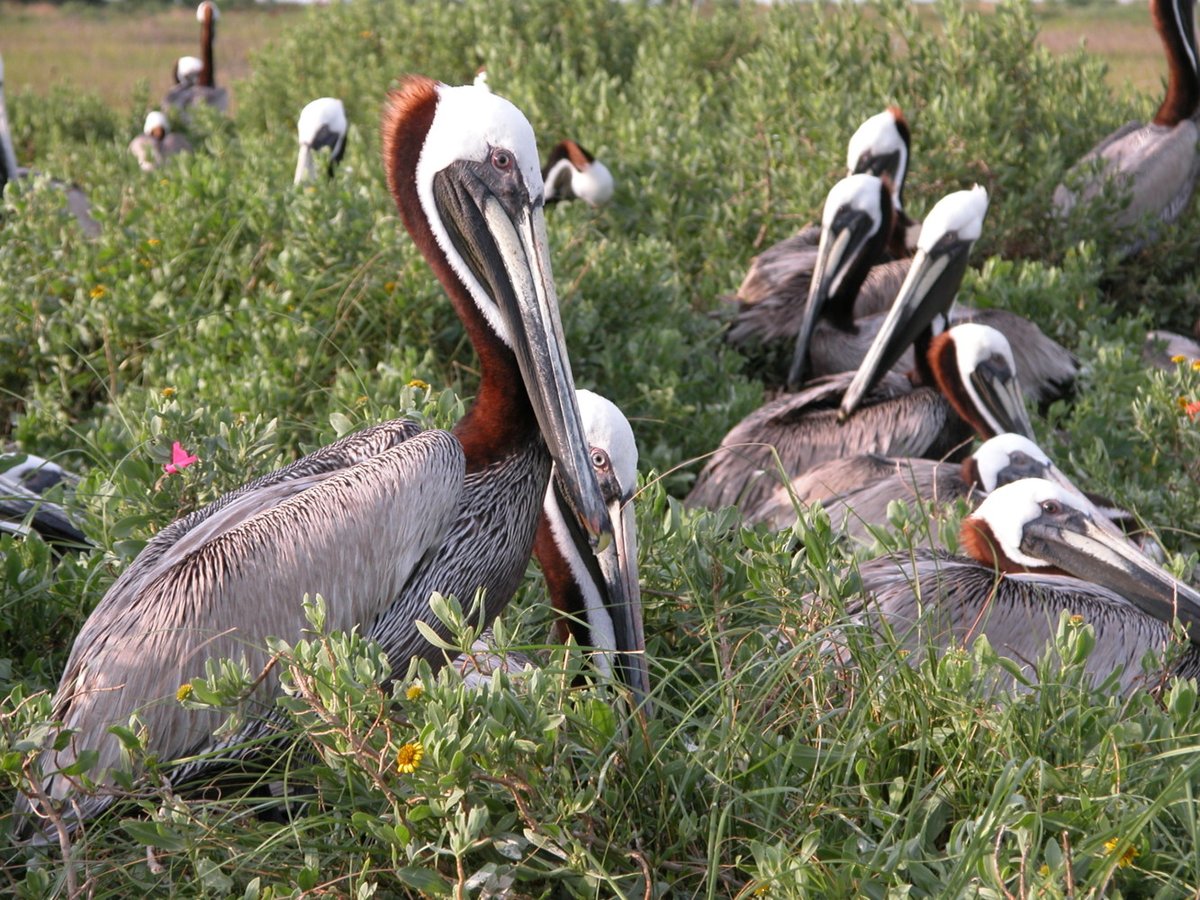 Job alert at the South Carolina Unit (Clemson University). Research Ecologist/Wildlife Biologist Closes 7/28. Please follow us, like, and share!  
Public: usajobs.gov/GetJob/ViewDet…
Feds/other: usajobs.gov/GetJob/ViewDet…