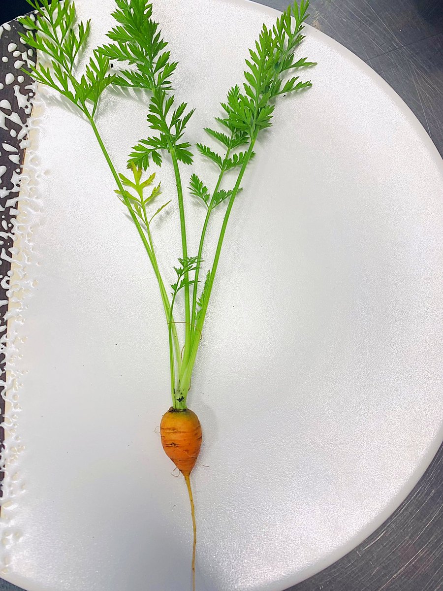 kboylechef's tweet image. Sweet Paris Market Carrots, grown onsite for our opening canapé. #seedtotable #sustainablegastronomy #zeromiles @RestLadyAnne_ @MichelinGuideUK
