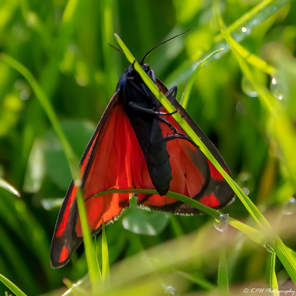 Interesting to see this Cinnabar Moth trying to dry off after the rain.