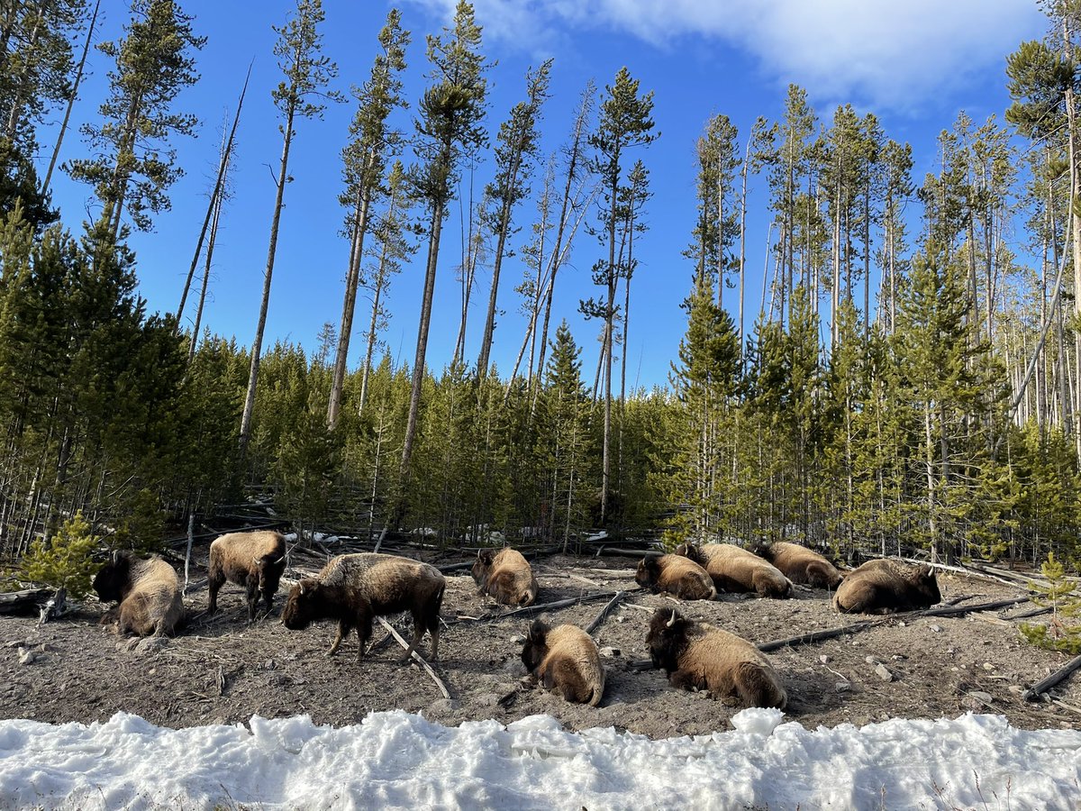 JordanMartens_'s tweet photo. Yellowstone, WY 
April 16, 2021 https://t.co/hNdNrPU313