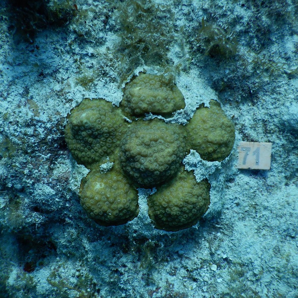 rescueareef's tweet photo. Transformation Tuesday!
Check out the incredible transformation of massive corals at our #100YardsofHope site!
Massive corals form a barrier that efficiently absorb wave energy and reduce coastal erosion!
Pic #1: February 2021
Pic #2: March 2021
Pic #3: May 2021 https://t.co/7NzZTz5CLW