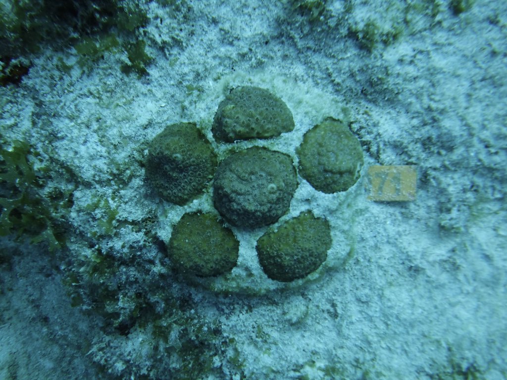 rescueareef's tweet photo. Transformation Tuesday!
Check out the incredible transformation of massive corals at our #100YardsofHope site!
Massive corals form a barrier that efficiently absorb wave energy and reduce coastal erosion!
Pic #1: February 2021
Pic #2: March 2021
Pic #3: May 2021 https://t.co/7NzZTz5CLW