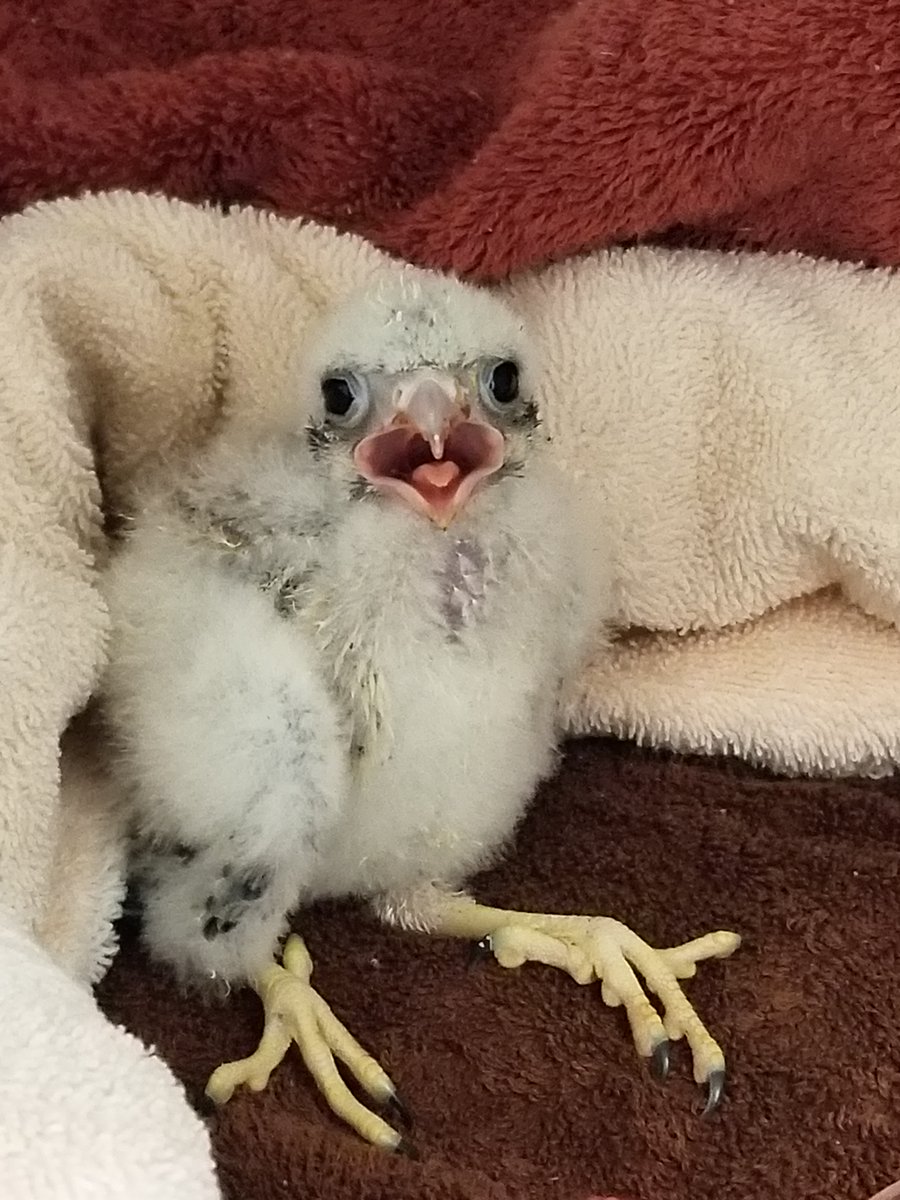 California Raptor Center (CRC) (@calraptorcenter) on Twitter photo Ah, sweet success! This little American Kestrel spent some time in our nursery this season. It has since been successfully released back into the wild. Good luck, friend! Check out our site for ways to help:
crc.vetmed.ucdavis.edu/donate Ah, sweet success! This little American Kestrel spent some time in our nursery this season. It has since been successfully released back into the wild. Good luck, friend! Check out our site for ways to help:
crc.vetmed.ucdavis.edu/donate