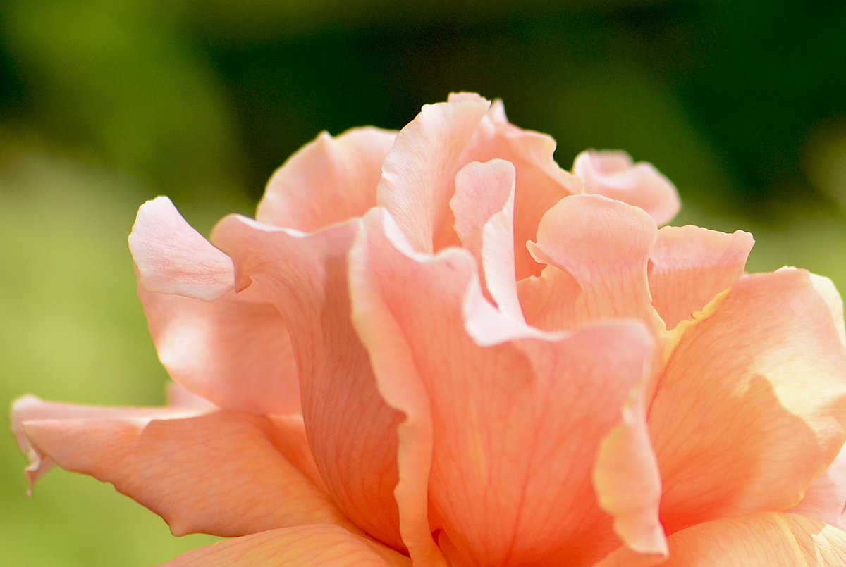 Summer when’s that coming back? #nofilter #floral  #ThePhotoHour #GardenEnvy   @LensAreLive @MacroHour #YourAwesomePics @ThePhotoHour #macro #flowers @YourAwesomePics #gardenlife    #rose  #photographer #mothernature #dollysdailypics #thedollygallery