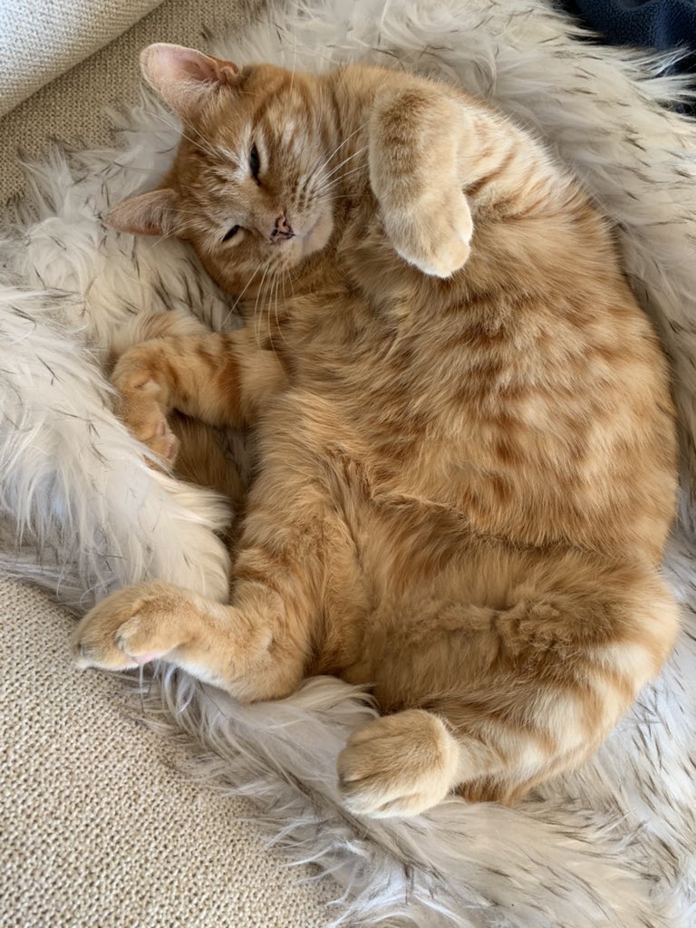 #MorningNap #CatNap #CatsOnTwitter #CatsOfTwitter #cats <a href="/BaseballGuys/">BaseballGuys</a>
