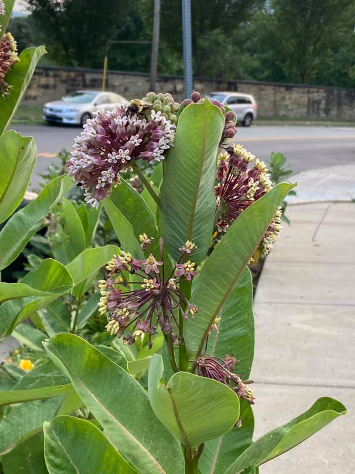 Summer splendor at our project Lawrenceville’s Tree Park, at the curve of STANTON AVE and KEYSTONE ST in Upper Lawrenceville. 12 years of growth, beauty, collaboration and evolution! Great teamwork <a href="/TreePgh/">Tree Pittsburgh</a> <a href="/lvpgh/">Lawrenceville Corp</a> <a href="/LvilleUnited/">Lawrenceville United</a>!