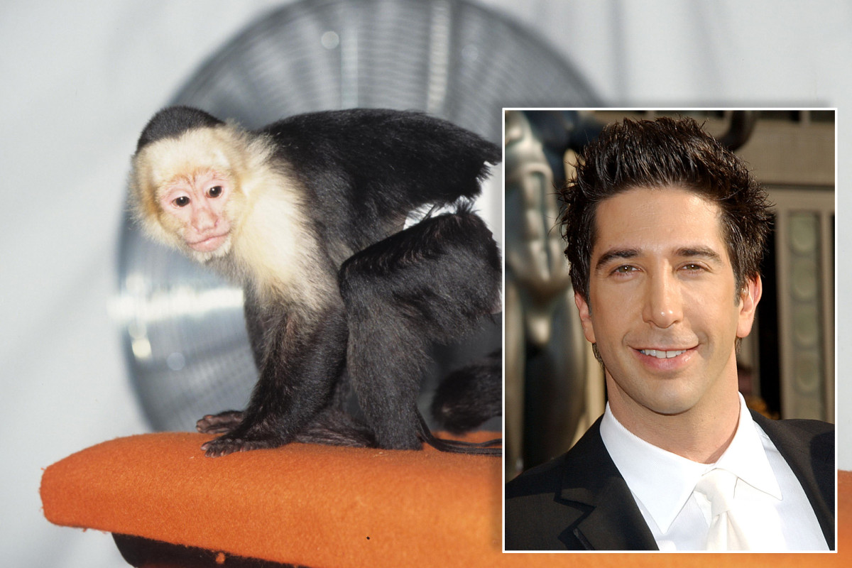 'Friends' animal trainer claims David Schwimmer was 'jealous' of monkey
