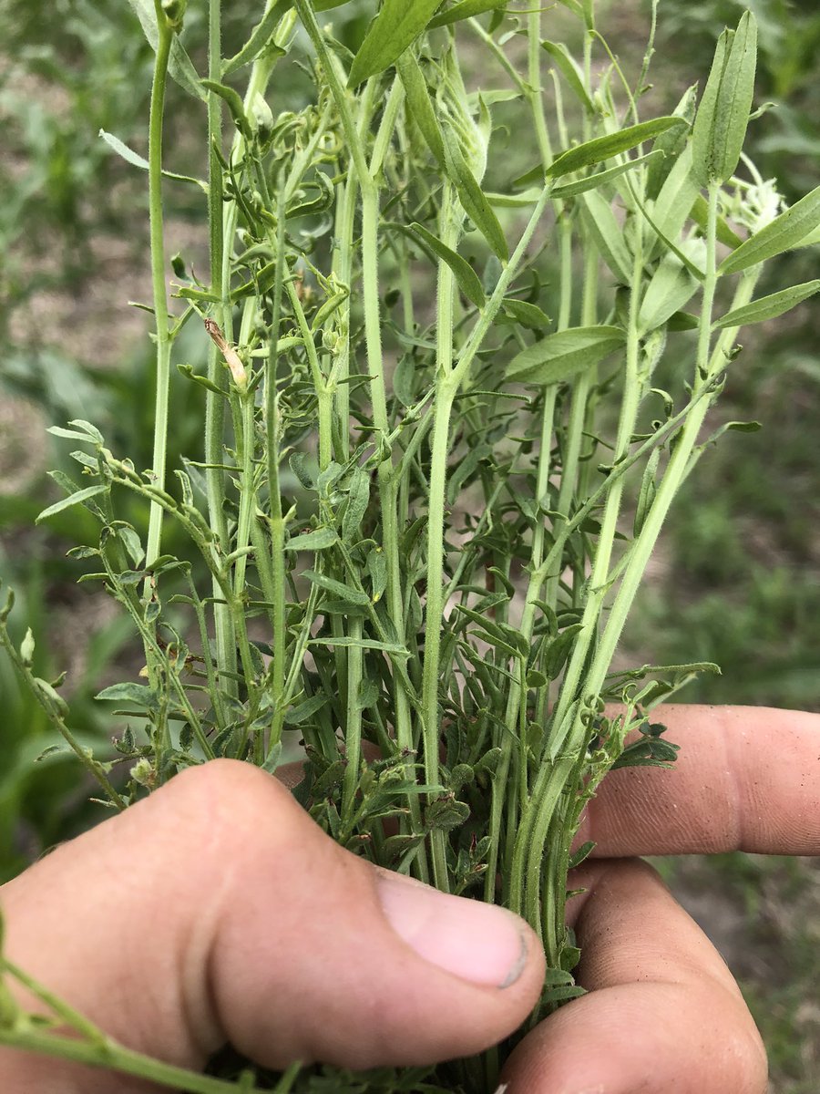 Time to terminate my wild oat/millet “cover”. This should be the time for the vetch to take off…but with the heat, dry, grasshopper &amp; now herbicide pressure, it’s in rough shape. Vetch always seems to surprise come harvest, but not ideal conditions to say the least.