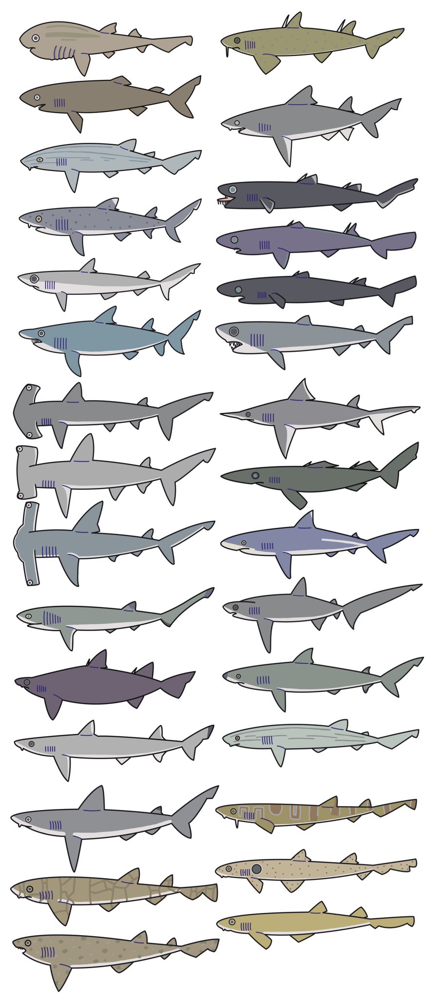 🦈めかぶ🦈仕事中 on X: 