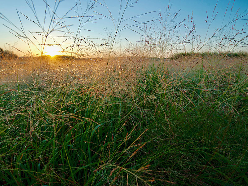PhytobiomesJ's tweet photo. Read the editor's pick on #switchgrass from the Phytobiomes Journal's focus issue on bioenergy crops and agroecosystems. https://t.co/RtssYl4peS @TaylerUlbrich @evanssarahe @MSU_Soil_Bio @ssroley @symbiomics @plantdisease https://t.co/T3Wf7RcsM0